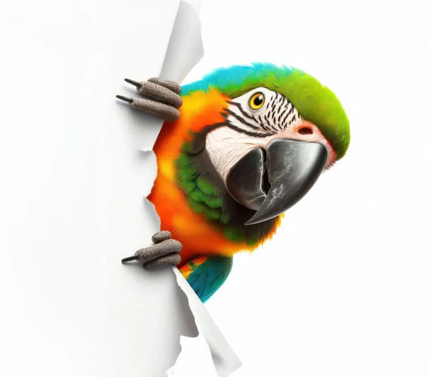 Birds
