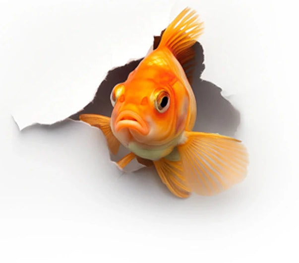 Fish – Fur and Fins Petcare